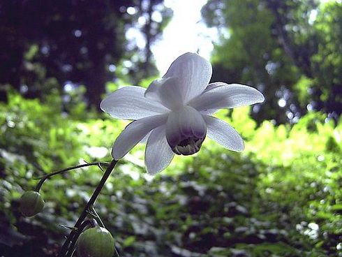 Anemonopsis Flower