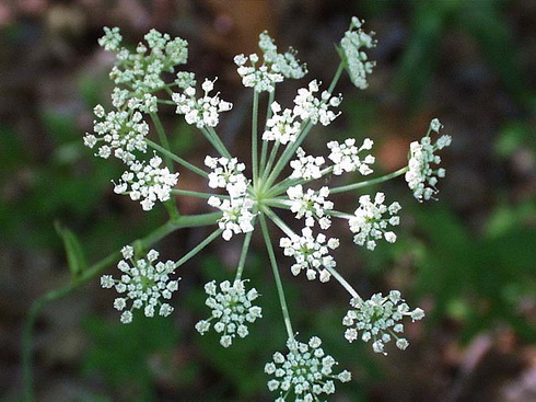 Angelica