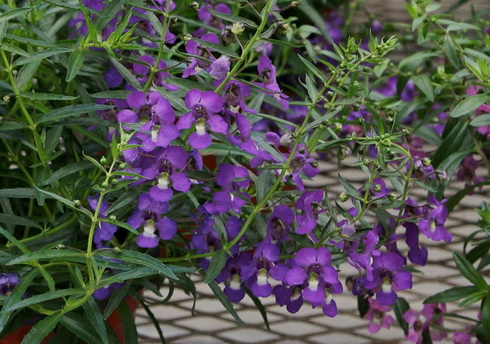 Angelonia Flowers