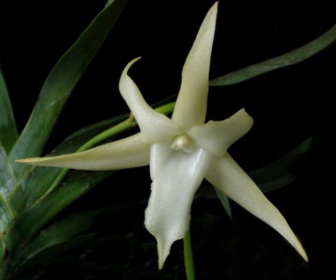 Angraecum Flower