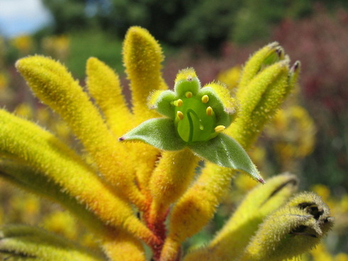 Anigozanthos Flower