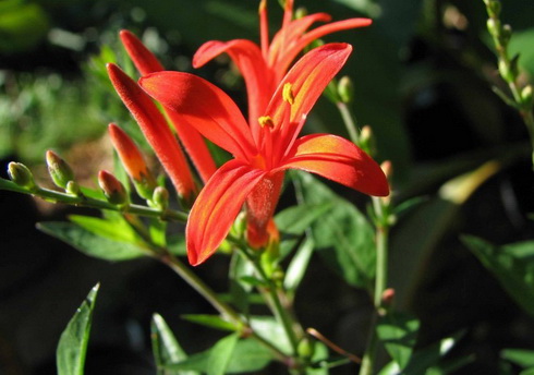 Anisacanthus Flower