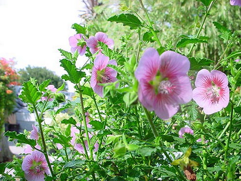 Anisodontea Flower