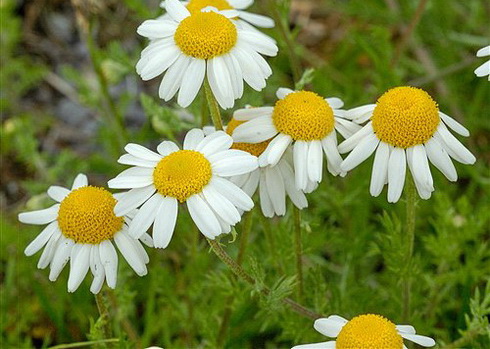 Anthemis