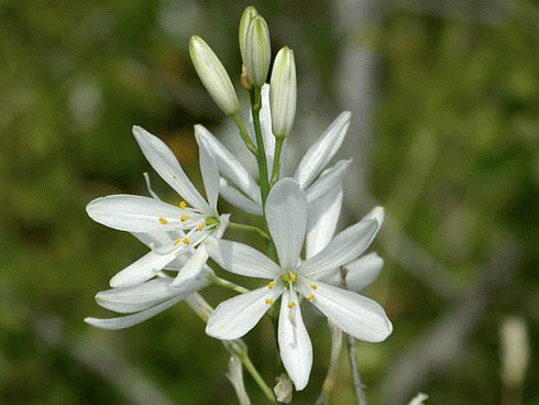 Anthericum