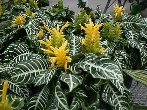 Aphelandra