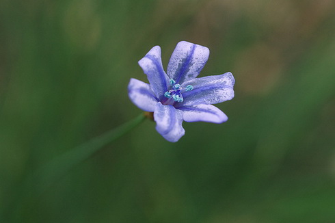 Aphyllanthaceae