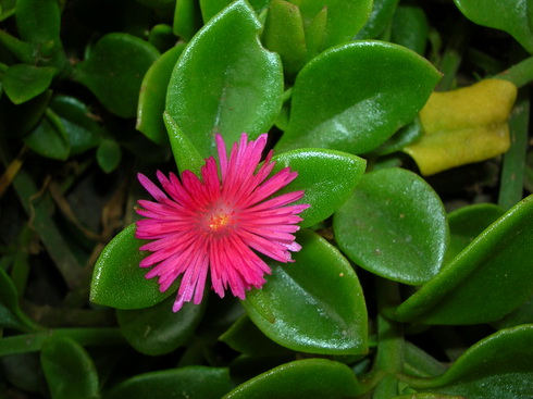 Apophyllum Flower