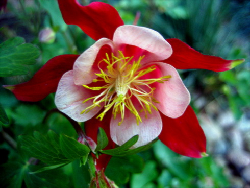 Aquilegia Flower