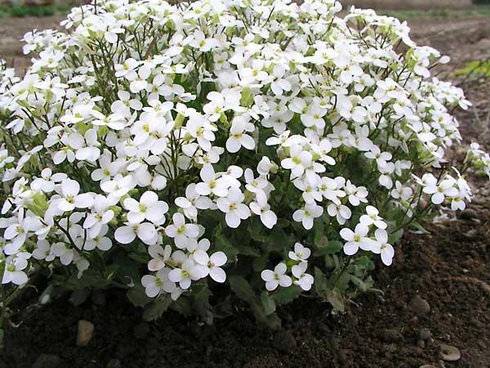 Arabis Flower