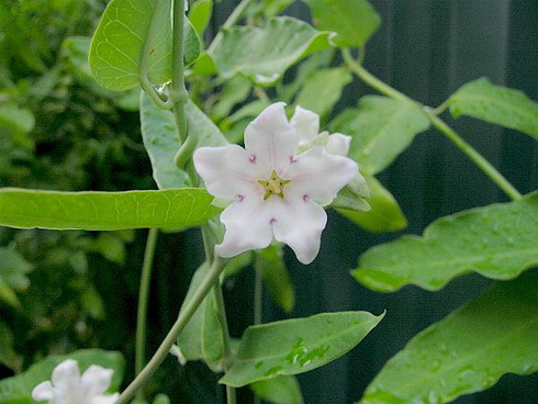 Araujia Flower