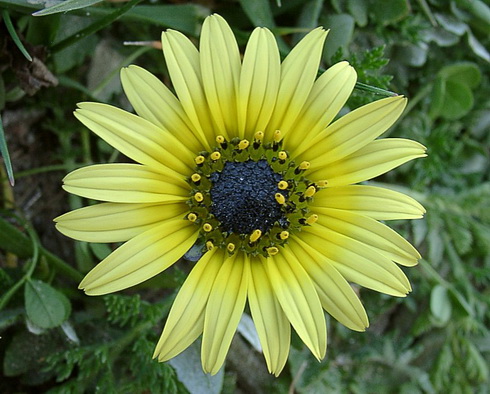 Arctotheca Flower