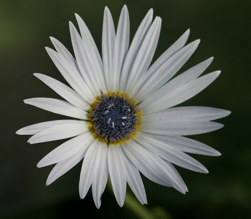 Arctotis Flower