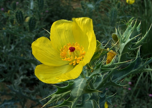 Argemone Flower
