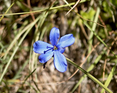 Aristea Flower