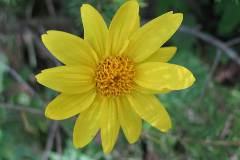 Arnica Flower