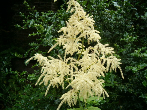 Aruncus