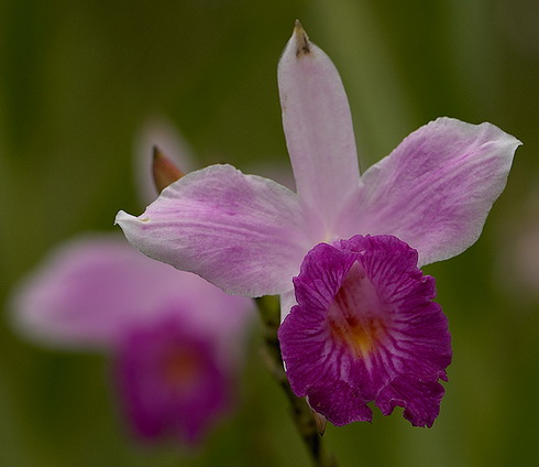 Arundina Flower