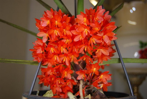 Ascocentrum Flower