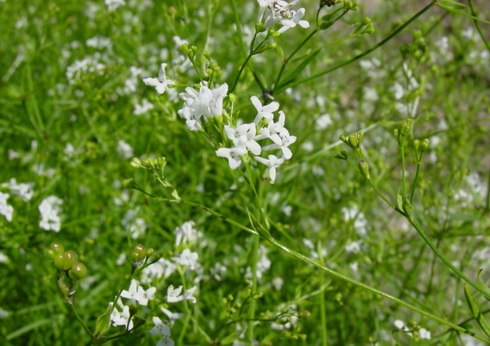 Asperula