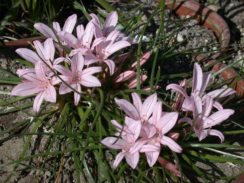 Asphodelus Flower