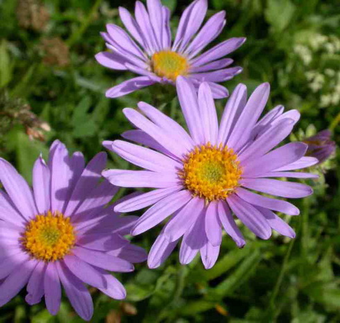 Aster Flower