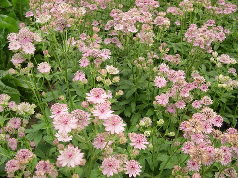 Astrantia