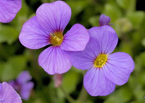 Aubrieta Flower