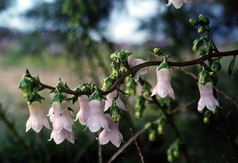 Azorina Flower