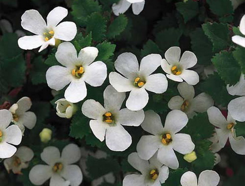 Bacopa Flower