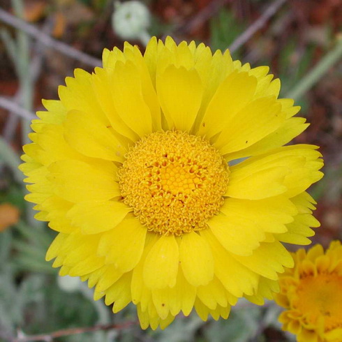 Baileya Flower