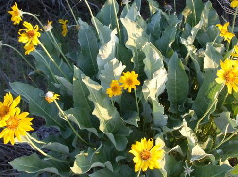 Balsamorhiza