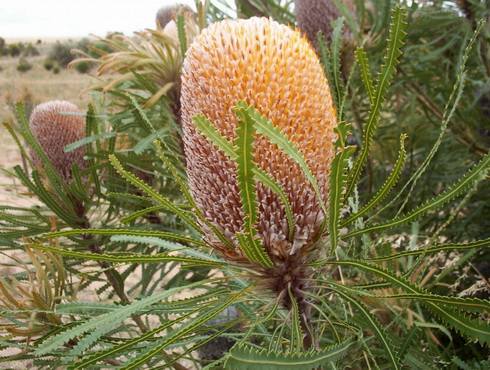 Banksia