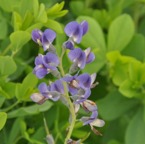 Baptisia Flower