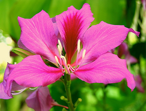 Bauhinia Flower