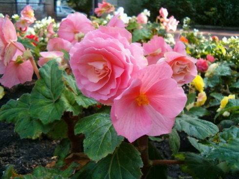 Begonia Flower