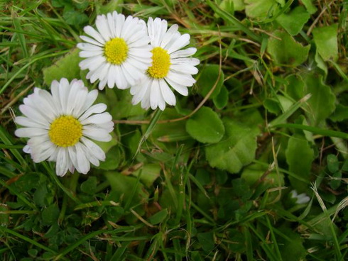 Bellis Flower