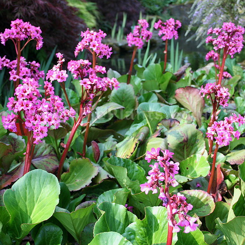 Bergenia