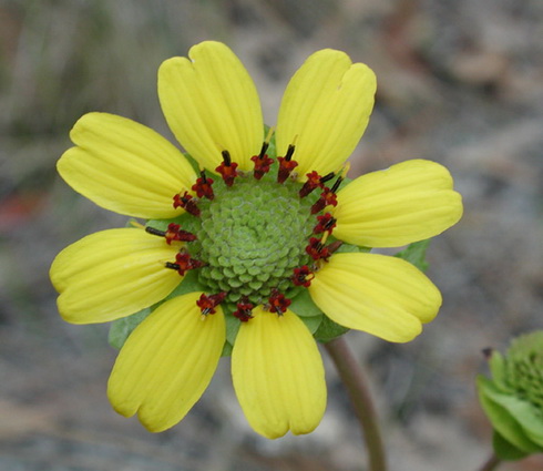 Berlandiera Flower