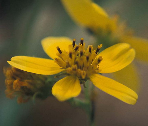 Bidens Flower