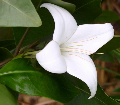 Bikkia Flower