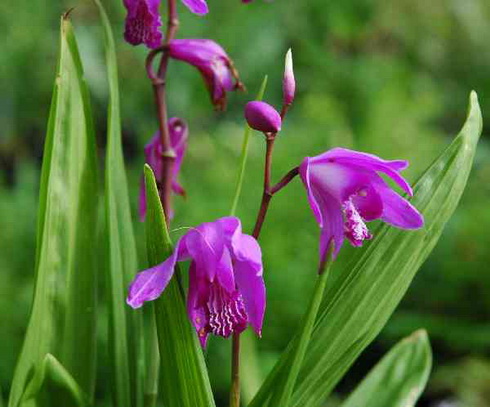 Bletilla