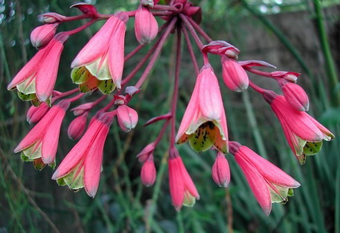 Bomarea Flowers