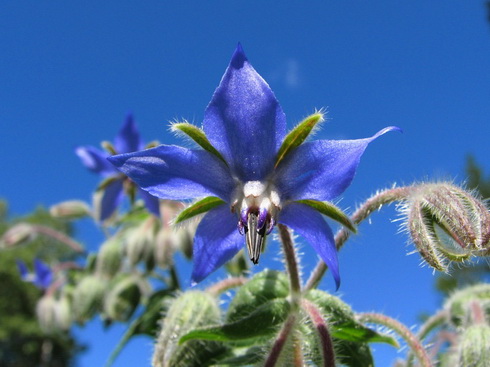 Borago