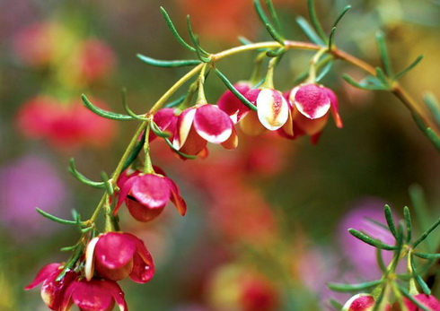 Boronia