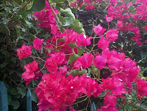 Bougainvillea