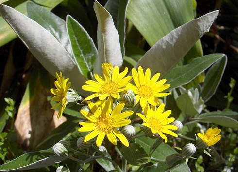Brachyglottis Flowers