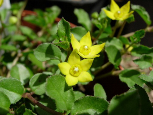 Brachystelma Flower