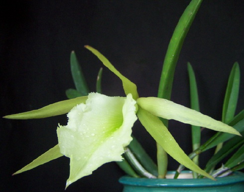 Brassavola