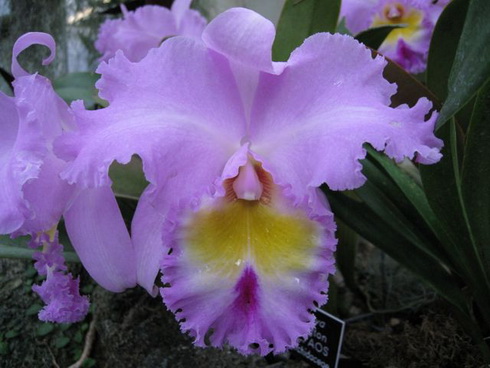 Brassolaeliocattleya